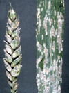 معرفی پاتوتیپ های Blumeria graminis (Dc. Ex Merat) Speer f. sp. tritict عامل بیماری سفیدک پودری گندم از چند منطقه ایران