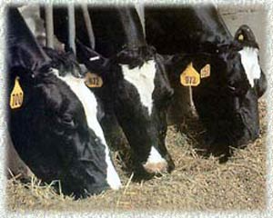 مدیریت تغذیه برای گاوهای شیری انتقالی