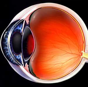 مقایسه طول محوری چشم در بیماران مبتلا به رتینوپاتی و افراد غیردیابتی