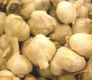 سیر Garlic