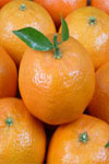 بررسی و معرفی مناسب ترین دانه گرده برای نارنگی پیچ