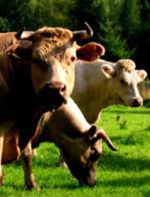 اتلاف مواد خوراکی و راه‌کارهای جلوگیری و کاهش آن در مزارع گاو شیری