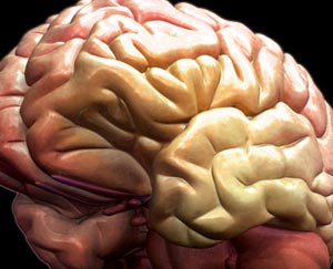 مغز چگونه کار می کند؟