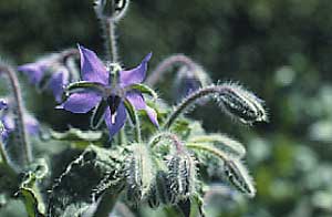 گیاهان داروئی ( گل گاو زبانborago officinalis )