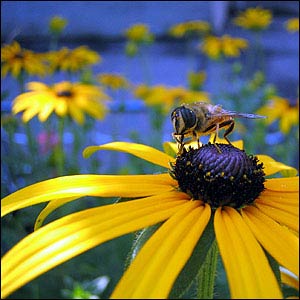 آشنایی با زنبور درمانی