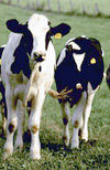 سنجش حضور آنتی بادی های ضد اشریشیاکلی، روتاویروس و کوروناویروس در سرم گوساله های زیر یکماهه مبتلا به اسهال و گوساله های سالم