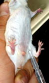 بررسی هیستومورفومتریک اثرات اسید رتینوئیک بر گلبول قرمز و پلاکت خون جنین موش سفید بزرگ آزمایشگاهی
