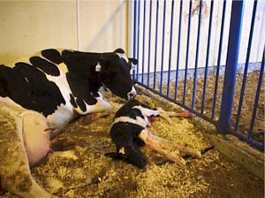 انتقال جنین در گاو های شیری