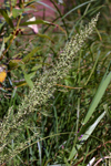 مطالعه اثر ضد آیمریایی اسانس گیاه درمنه (Artemisia sieberi) در خرگوش آزمایشگاهی در شرایط In vivo و In vitro