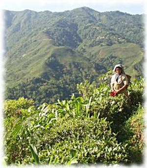 آشنائی با مزارع چای، کارخانجات تولیدکننده و بسته‌بندی چای و شرایط نگهداری چای در انبار در کشور هندوستان