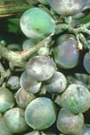 بررسی نقش کلیستوتسیوم در زمستان گذرانی Uncinula necator (Schw) Burr. عامل بیماری سفیدک سطحی انگور در استان خراسان