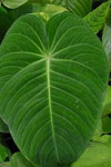 اثر تنظیم کننده‌های رشد و نوع ریز نمونه در کالزایی و باززایی گیاه (Anthurium andreanum Var. Tropical)