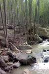 نقش خصوصیات فیزیکی و شیمیایی خاک در توده های بلند مازوی جنگلهای حوزه گلندرود (غرب مازندران)