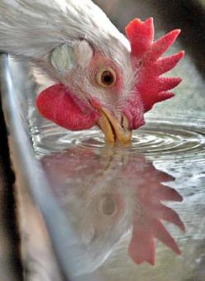آنفلوآنزای مرغی و اهمیت انتقال آن به انسان