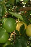 تاثیر پایه‌های مختلف برمیزان رشد رویشی، وزن خشک و ترکیبات معدنی پیوندک لیمو آب (Citrus aurantifolia Swingle)
