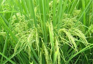 دستورالعمل زراعی رقم جدید برنج هیبرید