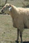 بررسی پارامترهای ژنتیکی و فنوتیپی برخی از صفات رشد گوسفند سنجابی استان کرمانشاه