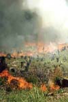 بررسی پیامد آتش بر پوشش گیاهی تختی ییلاق پارک ملی گلستان