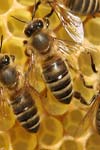 هم بستگی تولید عسل و صفات مورفولوژیک زنبور عسل در اصفهان
