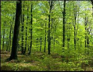 کاربرد بیوتکنولوژی در کاهش اثر تنش های غیر زنده ی محیطی بر جنگل ها و مراتع
