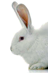 تولید آنتی‌بادی پلی کلونال علیه ایمونوگلوبولین‌های سگ در خرگوش