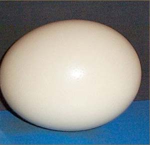 پاستوریزاسیون تخم مرغ