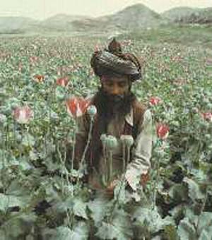 تجارت تریاک و پیامدهای آن در افغانستان