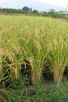مطالعه هم بستگی صفات زراعی و تجزیه علیت در برنج