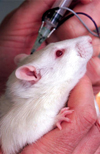 بررسی اثرات هیستوپاتولوژیک کتامین با ماده نگه دارنده بر روی نخاع موش سفید آزمایشگاهی