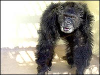 دستاوردهای رمزگشایی ژنوم شمپانزه