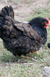 درمان سندرم کبد چرب همراه با خونریزی با عوامل غذایی در مرغان تخم گذار