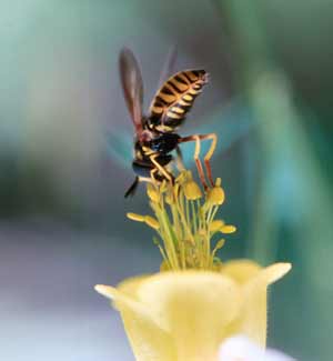 آشنایی با زندگی زنبور عسل