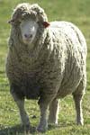 نسبت کلیبر به عنوان یک معیار انتخاب غیر مستقیم برای بازده غذایی در گوسفند کردی