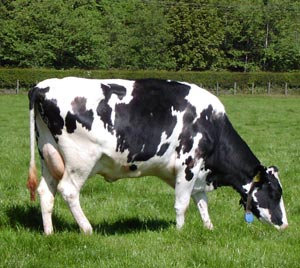 بررسی ژنتیکی رفتار غذایی گاو شیری