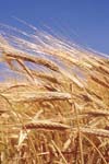 نیاز آبی و ضریب گیاهی گندم در منطقه زرقان استان فارس