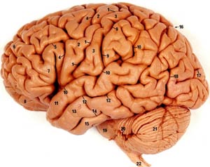 مغز و رفتار انسانها و چگونگی بروز بیماریهای روانی