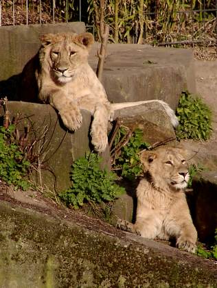 شیر ایرانی: شکوه از دست‌رفتهٔ طبیعت ایران