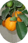 استخراج و شناسایی روغنهای اساسی پوست تازه میوه نارنج .Citrus aurantium var. amara L با روش پرس سرد و استخراج با دی اکسید کربن فوق بحرانی (SFE)