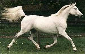 نژادهای اسب ترکمن