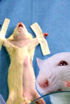 کشت سلول‌های بنیادی مزانشیمی موش صحرایی: استفاده از پلاسمای تهیه شده از خون محیطی به عنوان مکمل محیط کشت