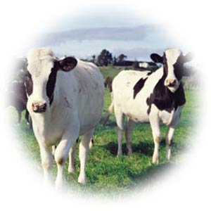 معیارهای ارزیابی گاو شیری جهت خرید