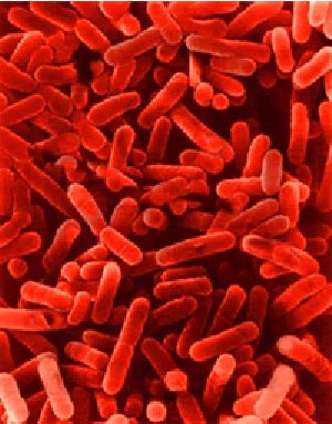اطلاعاتی درباره باکتریها