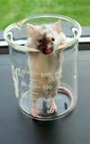 اثر رژیم دکستروز بر نقش کافئین در ضبط، تثبیت و فراخوانی حافظه در موش