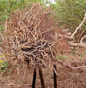 بررسی و اجراء فن‌آوری (توپ ریشه) در کاشت درختان