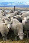 اثر سن و جنس بر روی برخی خصوصیات پشم گوسفند لری