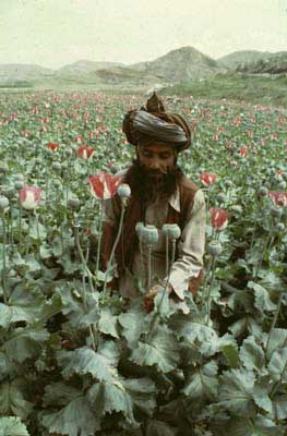 افغانستان و اقتصاد تریاک