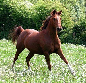 اسب و رفتارهای غیرطبیعی