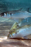 مطالعه چرخه تولید مثل و بافت شناسی‌ رسیدگی‌ تخمک‌ در ماهی‌ کفال‌ خاکستری‌ (Mugil cephalus) در شرایط‌ پرورشی‌