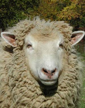 مروری بر تشخیص آبستنی، زایمان و مرحله پس از زایمان در گوسفند