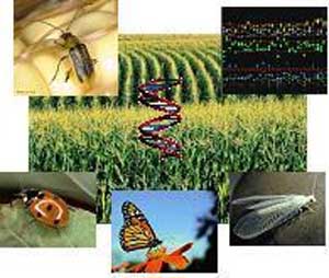 ژنتیک و اصلاح گونه‌های حشرات